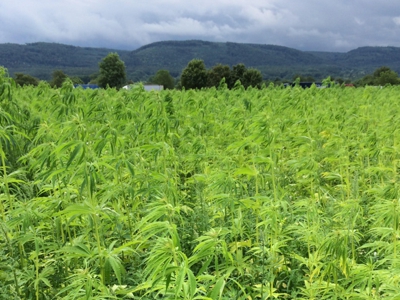 Hanffeld - Hemp field cultivation