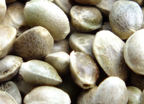 BAFA Hemp Seeds